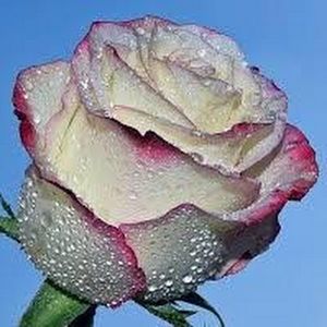 Meet your Posher, Paige